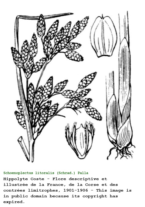 Schoenoplectus litoralis (Schrad.) Palla